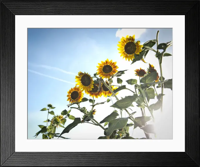 Framed Print : Sunflowers -Helianthus annuus-, backlit, Stuttgart, Baden-Wuerttemberg, Germany, Europe Framed Print : Sunflowers -Helianthus annuus-, backlit, Stuttgart, Baden-Wuerttemberg, Germany, Europe