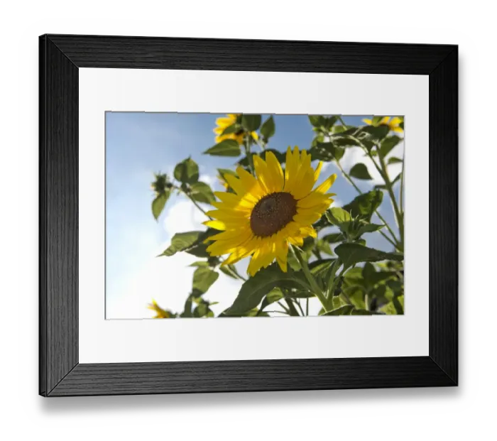 Framed Print : Sunflower -Helianthus annuus-, Stuttgart, Baden-Wuerttemberg, Germany, Europe Framed Print : Sunflower -Helianthus annuus-, Stuttgart, Baden-Wuerttemberg, Germany, Europe