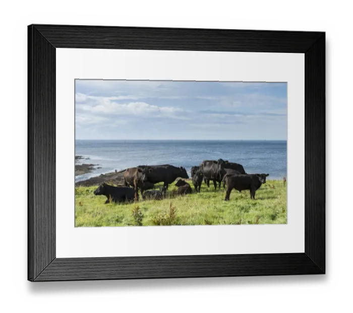 Framed Print : Black Aberdeen Angus cattle grazing on a pasture on the north coast of Scotland, Caithness, Scotland, United Kingdom, Europe Framed Print : Black Aberdeen Angus cattle grazing on a pasture on the north coast of Scotland, Caithness, Scotland, United Kingdom, Europe