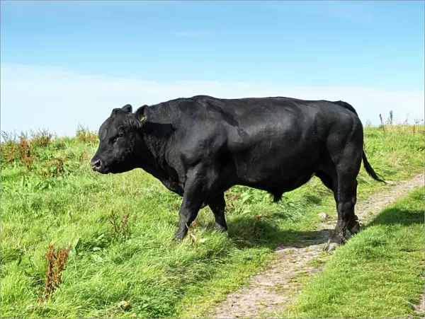 Fully grown Aberdeen Angus bull on a pasture on the north coast of Scotland, Caithness, Scotland, United Kingdom, Europe