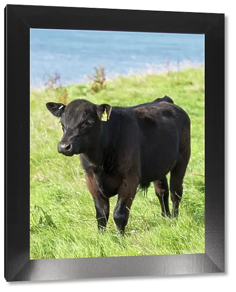 Black male Aberdeen Angus calf on a pasture on the north coast of Scotland, Caithness, Scotland, United Kingdom, Europe