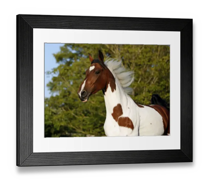 Framed Print : Wiekopolska, gelding, skewbald horse, galloping across a meadow Framed Print : Wiekopolska, gelding, skewbald horse, galloping across a meadow