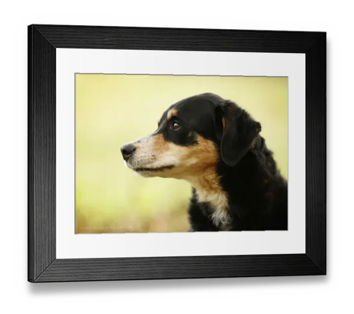 Framed Print : Mongrel, bitch, portrait Framed Print : Mongrel, bitch, portrait