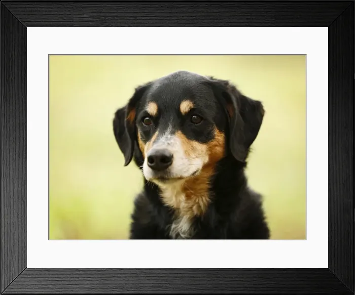 Framed Print : Mongrel, bitch, portrait Framed Print : Mongrel, bitch, portrait