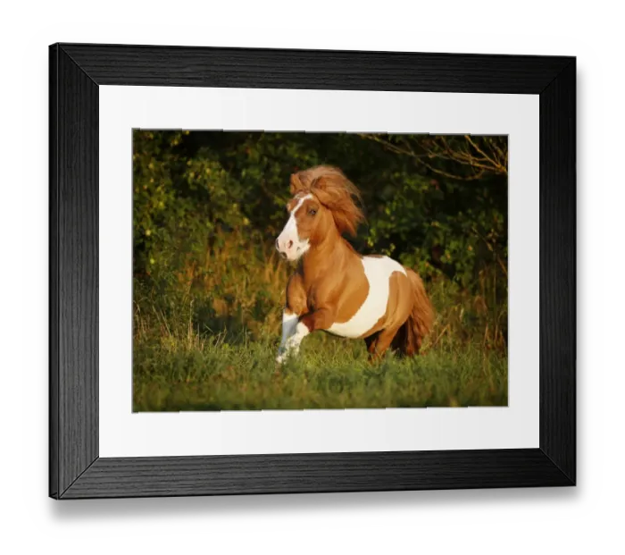 Framed Print : Shetland Pony, skewbald horse, galloping across a meadow Framed Print : Shetland Pony, skewbald horse, galloping across a meadow