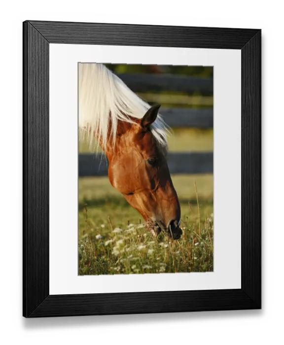 Framed Print : Wiekopolska, gelding, skewbald horse, grazing, portrait Framed Print : Wiekopolska, gelding, skewbald horse, grazing, portrait