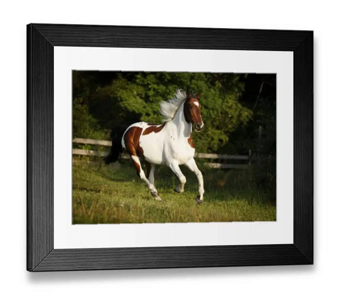 Framed Print : Wiekopolska, gelding, skewbald horse, galloping across a meadow