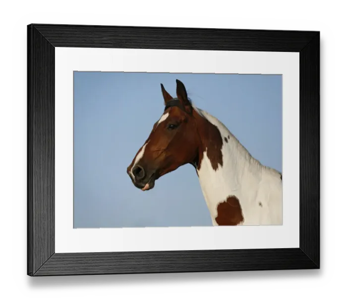 Framed Print : Wiekopolska, gelding, skewbald horse, portrait Framed Print : Wiekopolska, gelding, skewbald horse, portrait