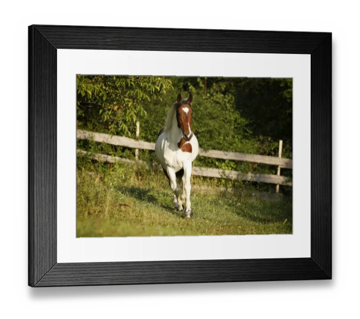 Framed Print : Wiekopolska, gelding, skewbald horse, trotting across a meadow Framed Print : Wiekopolska, gelding, skewbald horse, trotting across a meadow