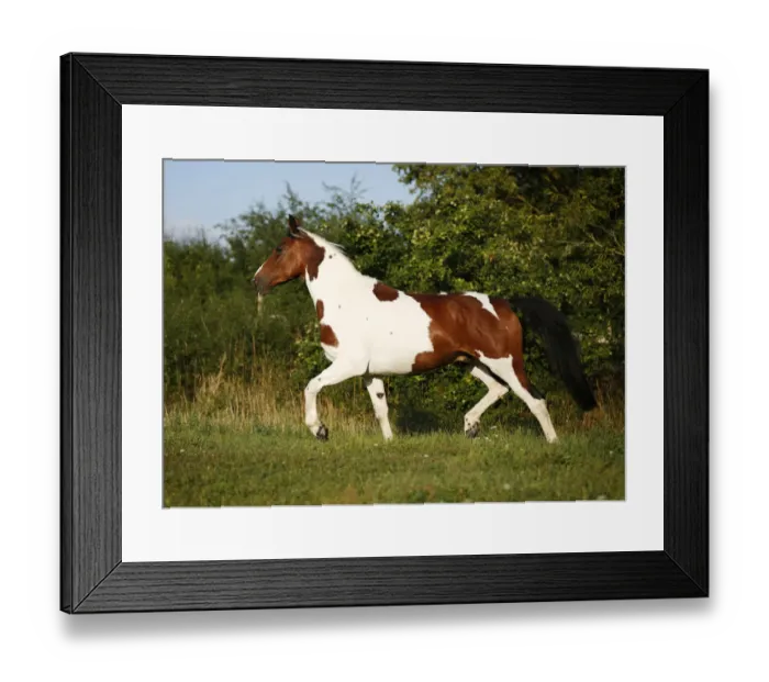 Framed Print : Wiekopolska, gelding, skewbald horse, trotting across a meadow Framed Print : Wiekopolska, gelding, skewbald horse, trotting across a meadow