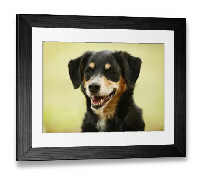 Framed Print : Mongrel, bitch, portrait Framed Print : Mongrel, bitch, portrait