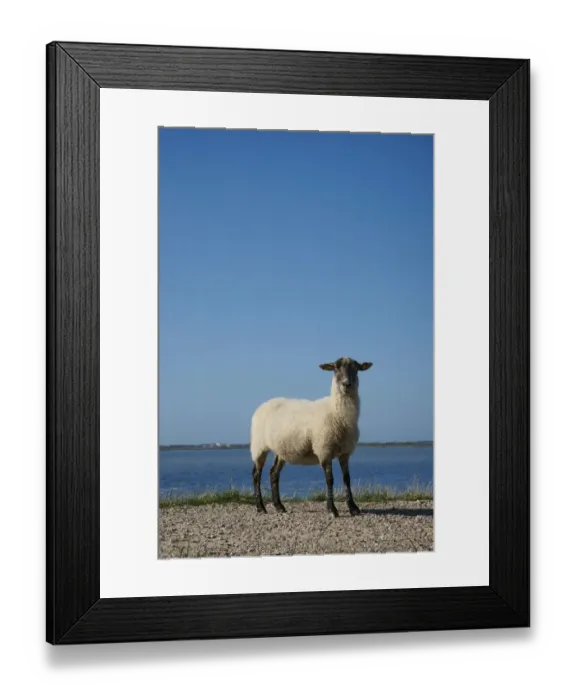Framed Print : Black and white sheep on the dyke, Rantum-Becken, bay, Sylt, Rantum, Sylt, North Frisia, Schleswig-Holstein, Germany Framed Print : Black and white sheep on the dyke, Rantum-Becken, bay, Sylt, Rantum, Sylt, North Frisia, Schleswig-Holstein, Germany