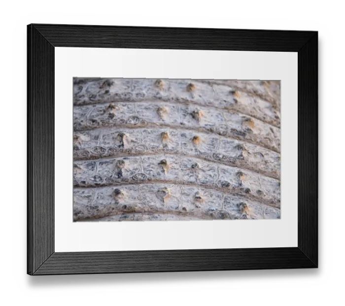 Framed Print : Skin of a Nile Crocodile -Crocodylus niloticus-, crocodile farm, Otjiwarongo, Namibia