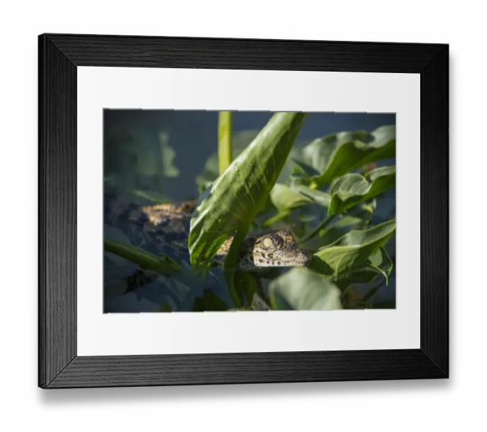 Framed Print : Young Nile Crocodile -Crocodylus niloticus-, crocodile farm, Otjiwarongo, Namibia Framed Print : Young Nile Crocodile -Crocodylus niloticus-, crocodile farm, Otjiwarongo, Namibia