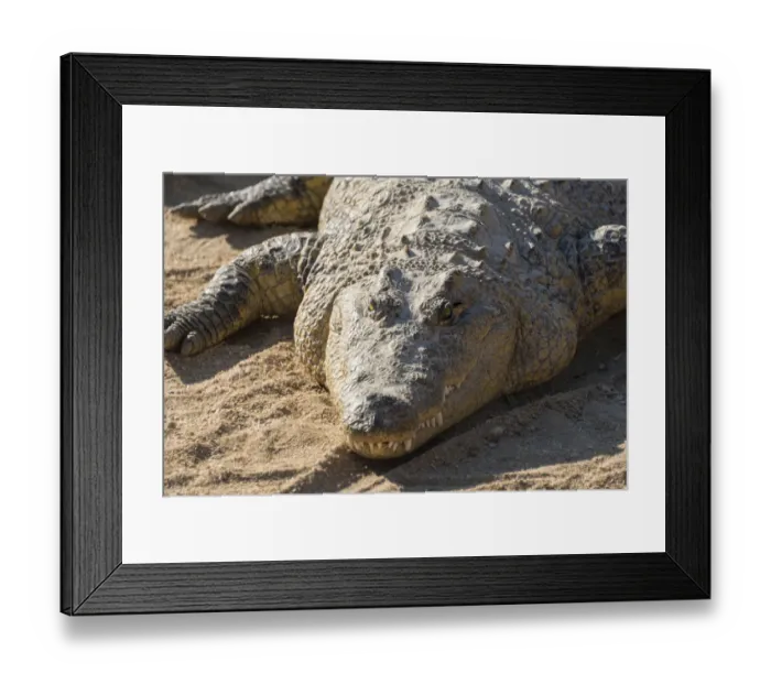 Framed Print : Nile Crocodile -Crocodylus niloticus-, crocodile farm, Otjiwarongo, Namibia Framed Print : Nile Crocodile -Crocodylus niloticus-, crocodile farm, Otjiwarongo, Namibia