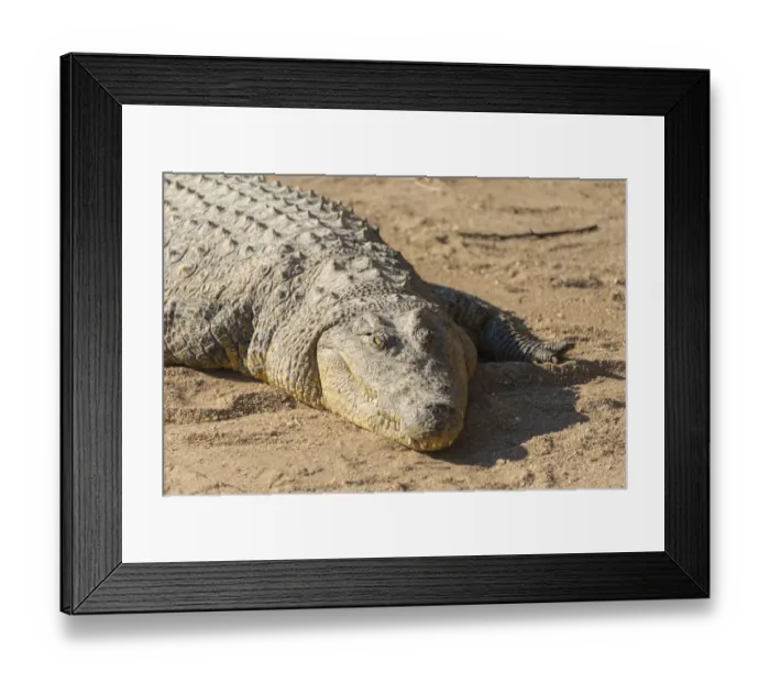 Framed Print : Nile Crocodile -Crocodylus niloticus-, crocodile farm, Otjiwarongo, Namibia
