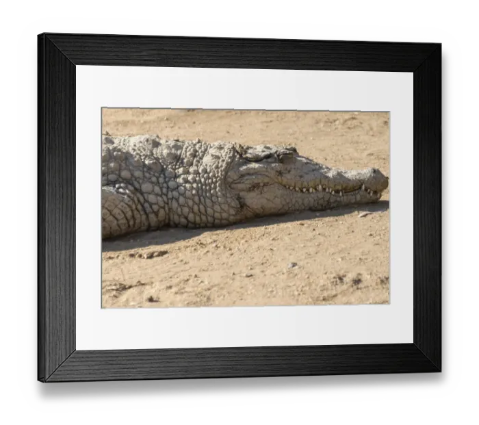 Framed Print : Nile Crocodile -Crocodylus niloticus-, crocodile farm, Otjiwarongo, Namibia Framed Print : Nile Crocodile -Crocodylus niloticus-, crocodile farm, Otjiwarongo, Namibia