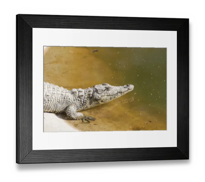 Framed Print : Nile Crocodiles -Crocodylus niloticus-, crocodile ranch, Otjiwarongo, Namibia Framed Print : Nile Crocodiles -Crocodylus niloticus-, crocodile ranch, Otjiwarongo, Namibia