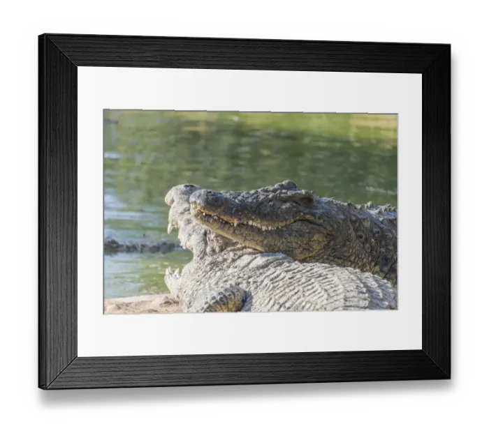 Framed Print : Nile Crocodiles -Crocodylus niloticus-, crocodile ranch, Otjiwarongo, Namibia