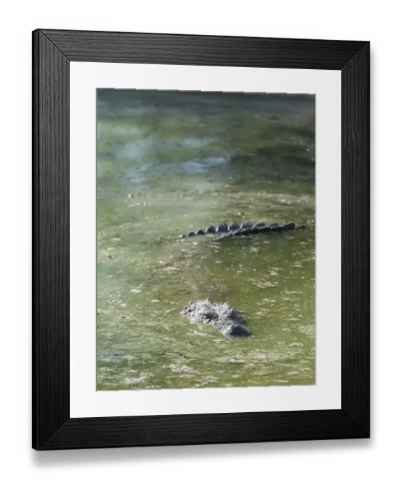 Framed Print : Nile Crocodile -Crocodylus niloticus-, crocodile ranch, Otjiwarongo, Namibia Framed Print : Nile Crocodile -Crocodylus niloticus-, crocodile ranch, Otjiwarongo, Namibia