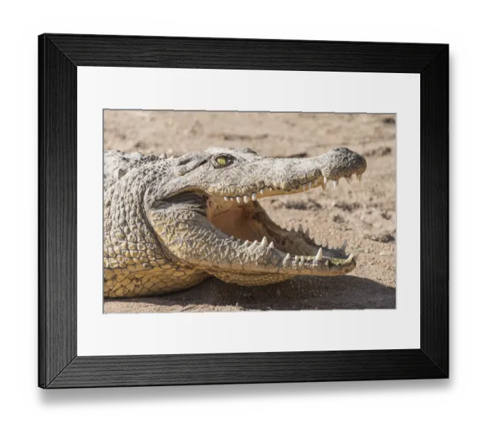 Framed Print : Nile Crocodile -Crocodylus niloticus-, Otjiwarongo Crocodile Ranch, Otjiwarongo, Namibia Framed Print : Nile Crocodile -Crocodylus niloticus-, Otjiwarongo Crocodile Ranch, Otjiwarongo, Namibia