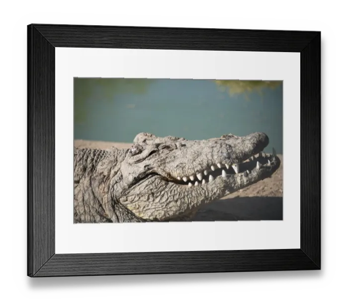 Framed Print : Nile Crocodile -Crocodylus niloticus-, Otjiwarongo Crocodile Ranch, Otjiwarongo, Namibia Framed Print : Nile Crocodile -Crocodylus niloticus-, Otjiwarongo Crocodile Ranch, Otjiwarongo, Namibia