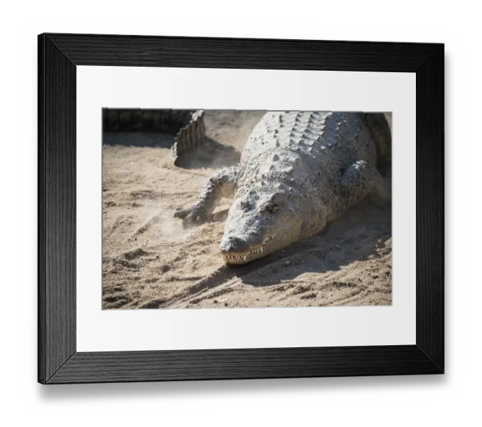 Framed Print : Nile Crocodile -Crocodylus niloticus-, Otjiwarongo Crocodile Ranch, Otjiwarongo, Namibia Framed Print : Nile Crocodile -Crocodylus niloticus-, Otjiwarongo Crocodile Ranch, Otjiwarongo, Namibia