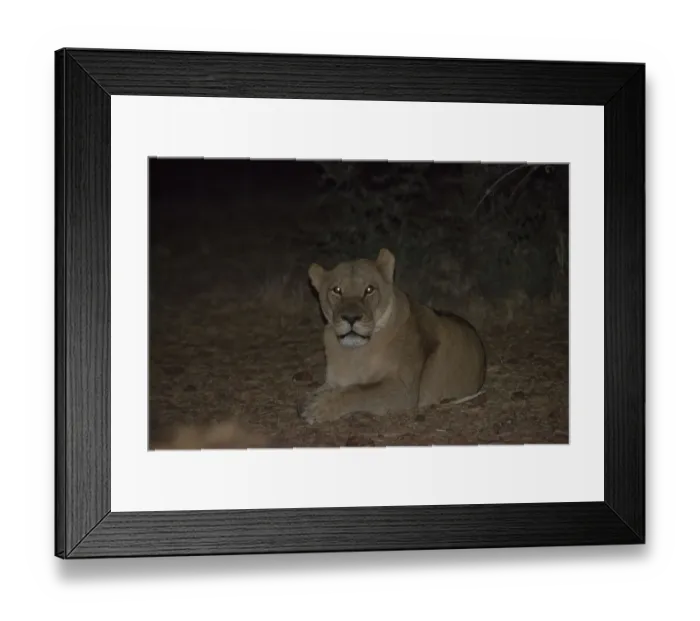 Framed Print : Night scene, lioness -Panthera leo- yawning, Namibia Framed Print : Night scene, lioness -Panthera leo- yawning, Namibia
