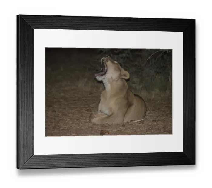 Framed Print : Night scene, lioness -Panthera leo- yawning, Namibia Framed Print : Night scene, lioness -Panthera leo- yawning, Namibia