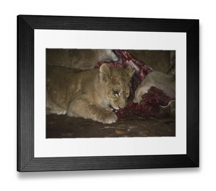 Framed Print : Lions -Panthera leo- feeding, Namibia Framed Print : Lions -Panthera leo- feeding, Namibia