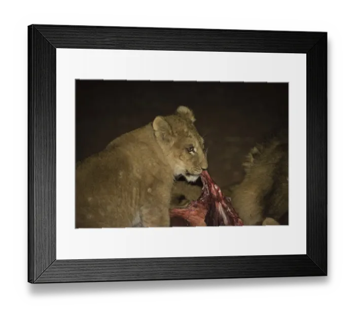 Framed Print : Lion -Panthera leo-, feeding, Namibia Framed Print : Lion -Panthera leo-, feeding, Namibia
