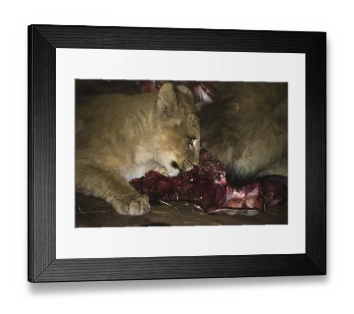 Framed Print : Lions -Panthera leo- feeding, Namibia Framed Print : Lions -Panthera leo- feeding, Namibia