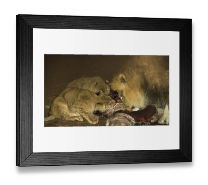 Framed Print : Lions -Panthera leo- feeding, Namibia Framed Print : Lions -Panthera leo- feeding, Namibia