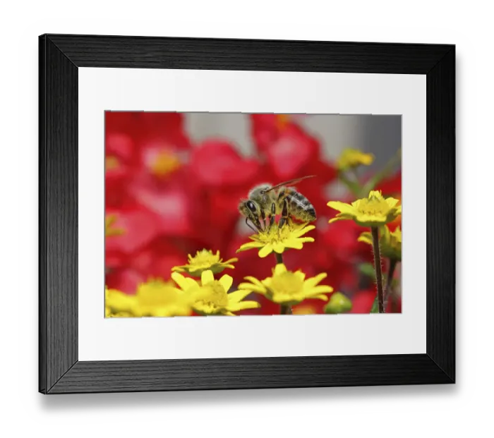Framed Print : Honey bee -Apis sp. -, on a zinnia or miniature sunflower -Sanvitalia procumbens solaris-, Baden-Wuerttemberg, Germany, Europe