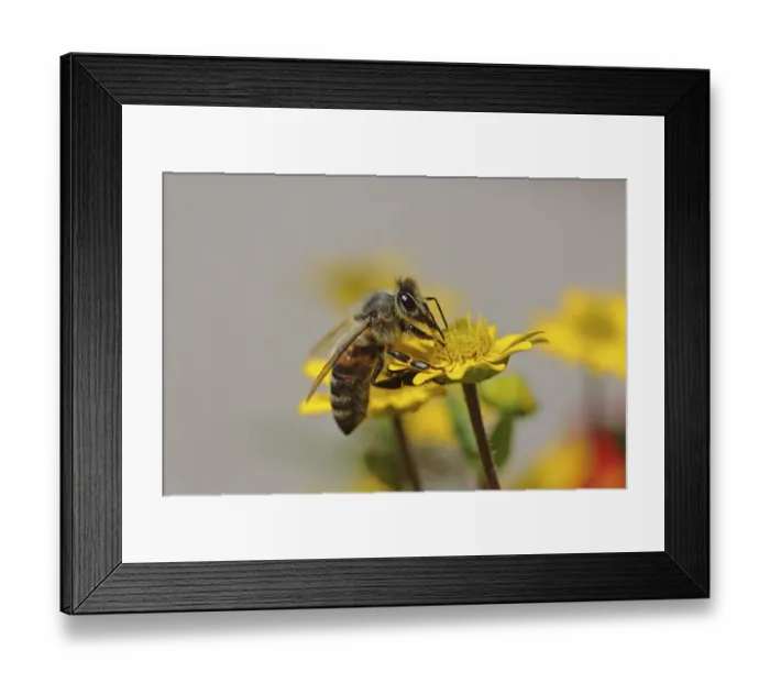 Framed Print : Bee -Apis sp. - on Creeping Zinnia -Sanvitalia procumbens solaris-, Baden-Wuerttemberg, Germany, Europe Framed Print : Bee -Apis sp. - on Creeping Zinnia -Sanvitalia procumbens solaris-, Baden-Wuerttemberg, Germany, Europe