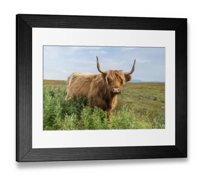 Framed Print : Scottish Highland Cattle or Kyloe, northern Scotland, Scotland, United Kingdom, Europe Framed Print : Scottish Highland Cattle or Kyloe, northern Scotland, Scotland, United Kingdom, Europe