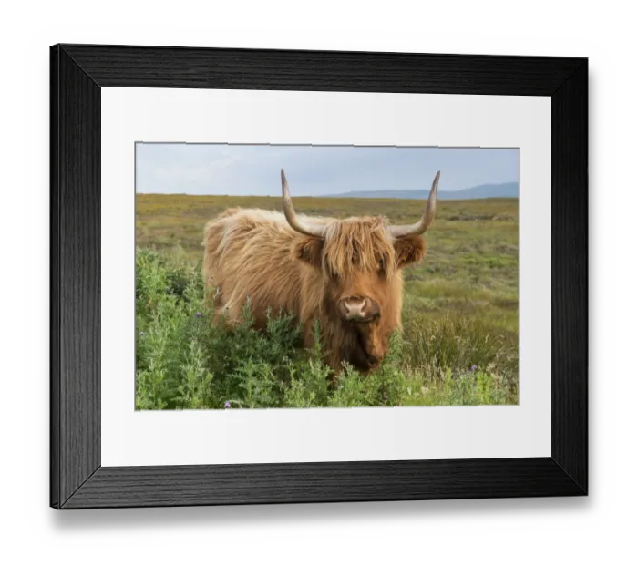 Framed Print : Scottish Highland Cattle or Kyloe, northern Scotland, Scotland, United Kingdom, Europe Framed Print : Scottish Highland Cattle or Kyloe, northern Scotland, Scotland, United Kingdom, Europe