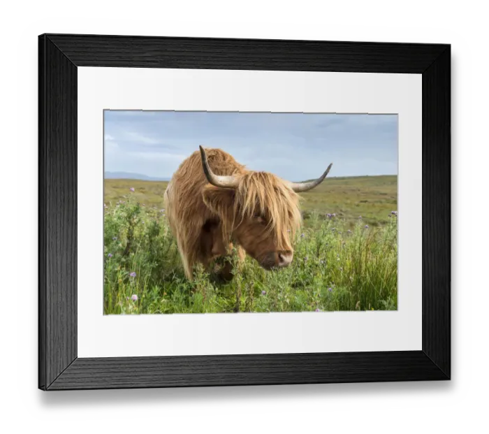 Framed Print : Scottish Highland Cattle or Kyloe grazing on thistle flowers, northern Scotland, Scotland, United Kingdom, Europe Framed Print : Scottish Highland Cattle or Kyloe grazing on thistle flowers, northern Scotland, Scotland, United Kingdom, Europe