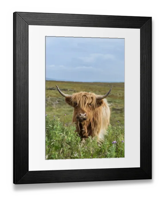 Framed Print : Scottish Highland Cattle or Kyloe, northern Scotland, Scotland, United Kingdom, Europe