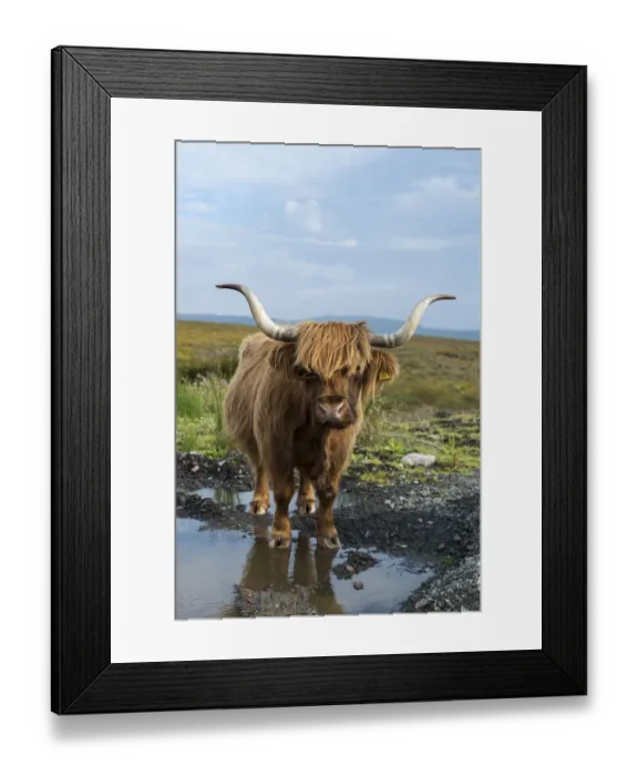 Framed Print : Scottish Highland Cattle or Kyloe, northern Scotland, Scotland, United Kingdom, Europe Framed Print : Scottish Highland Cattle or Kyloe, northern Scotland, Scotland, United Kingdom, Europe