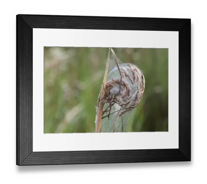 Framed Print : Nursery web spider -Pisaura mirabilis-, on a web, Allgaeu region, Bavaria, Germany, Europe Framed Print : Nursery web spider -Pisaura mirabilis-, on a web, Allgaeu region, Bavaria, Germany, Europe