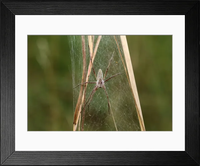 Framed Print : Nursery web spider -Pisaura mirabilis-, Allgaeu region, Bavaria, Germany, Europe Framed Print : Nursery web spider -Pisaura mirabilis-, Allgaeu region, Bavaria, Germany, Europe