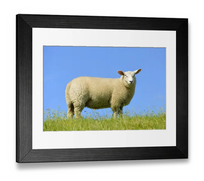 Framed Print : Domestic sheep, Westerhever, North Frisia, Schleswig-Holstein, northern Germany, Germany, Europe Framed Print : Domestic sheep, Westerhever, North Frisia, Schleswig-Holstein, northern Germany, Germany, Europe