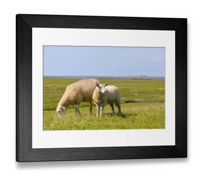 Framed Print : Lomestic sheep, with the Westerheversand Lighthouse in the distance, Westerhever, North Frisia, Schleswig-Holstein, northern Germany, Germany, Europe Framed Print : Lomestic sheep, with the Westerheversand Lighthouse in the distance, Westerhever, North Frisia, Schleswig-Holstein, northern Germany, Germany, Europe