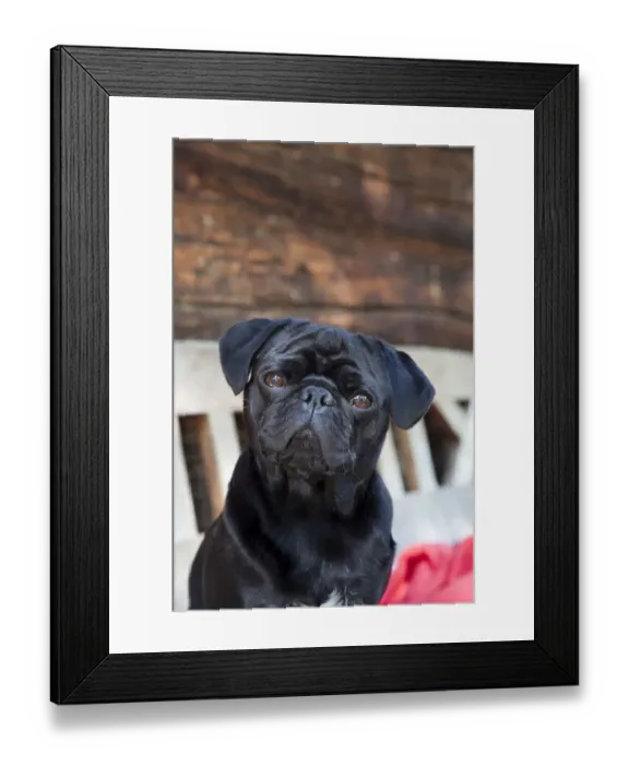 Framed Print : Black Pug, portrait, sitting on a bench