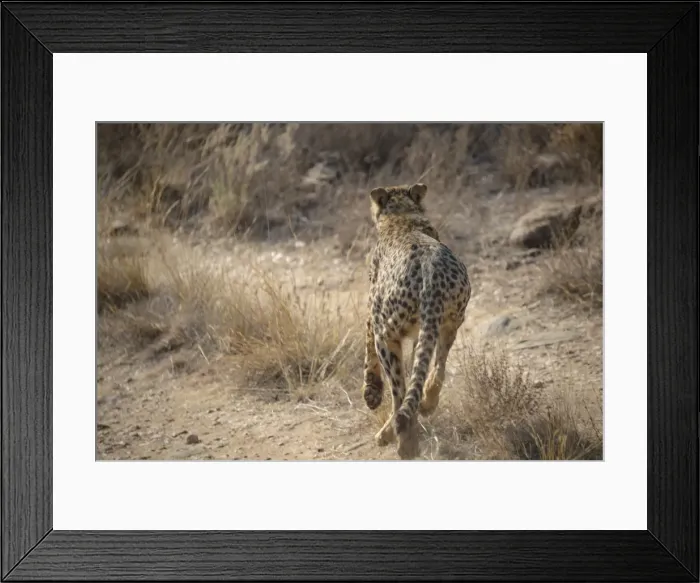 Framed Print : Cheetah -Acinonyx jubatus-, Khomas, Namibia Framed Print : Cheetah -Acinonyx jubatus-, Khomas, Namibia