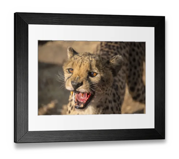 Framed Print : Cheetah -Acinonyx jubatus-, Khomas, Namibia Framed Print : Cheetah -Acinonyx jubatus-, Khomas, Namibia