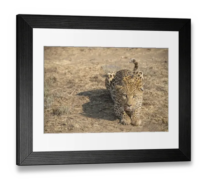 Framed Print : Leopard -Panthera pardus-, Khomas, Namibia Framed Print : Leopard -Panthera pardus-, Khomas, Namibia