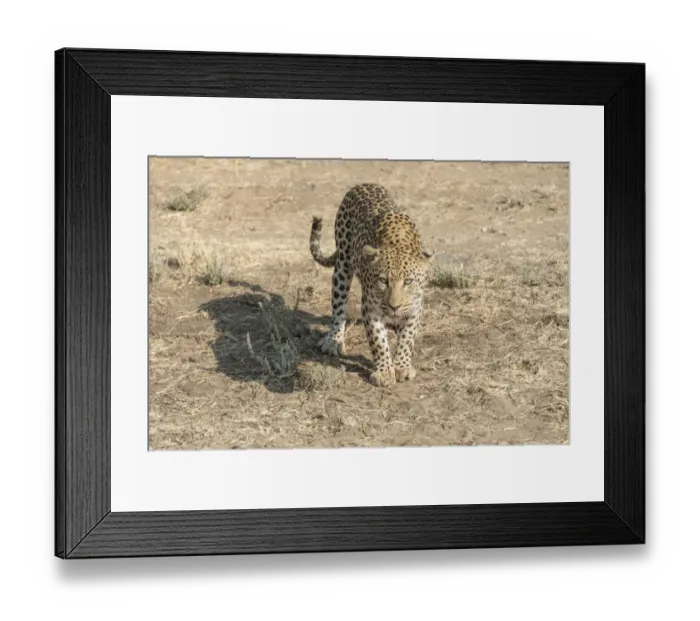 Framed Print : Leopard -Panthera pardus-, Khomas, Namibia Framed Print : Leopard -Panthera pardus-, Khomas, Namibia
