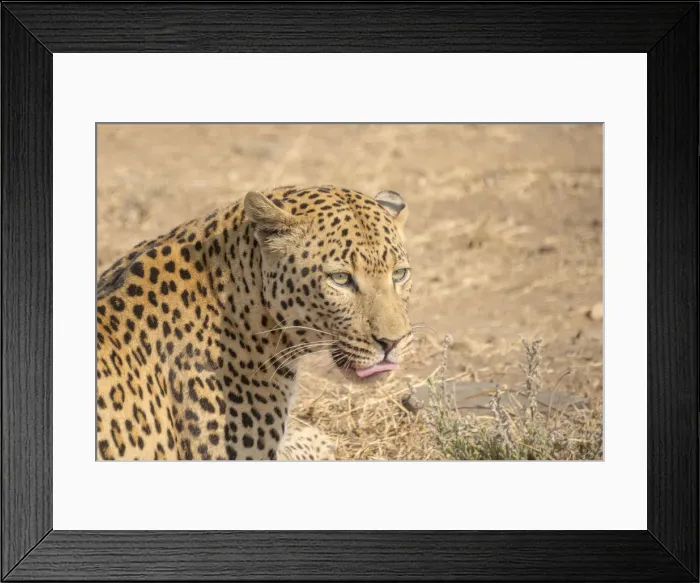 Framed Print : Leopard -Panthera pardus-, Khomas, Namibia Framed Print : Leopard -Panthera pardus-, Khomas, Namibia